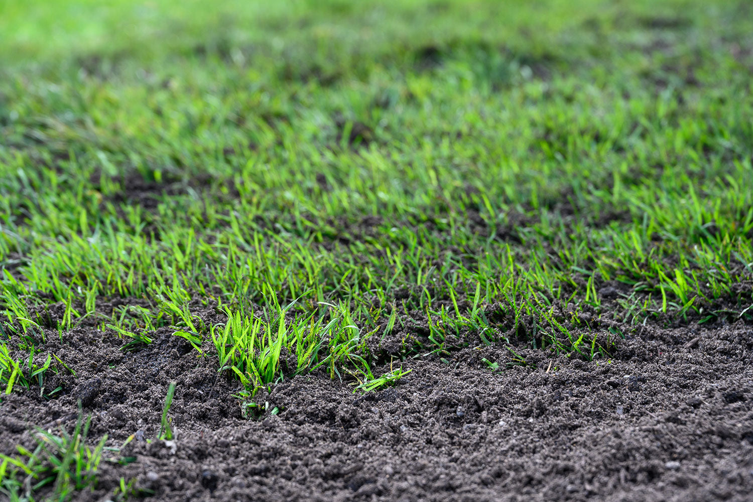 How To Apply Top Dressing To Your Lawn