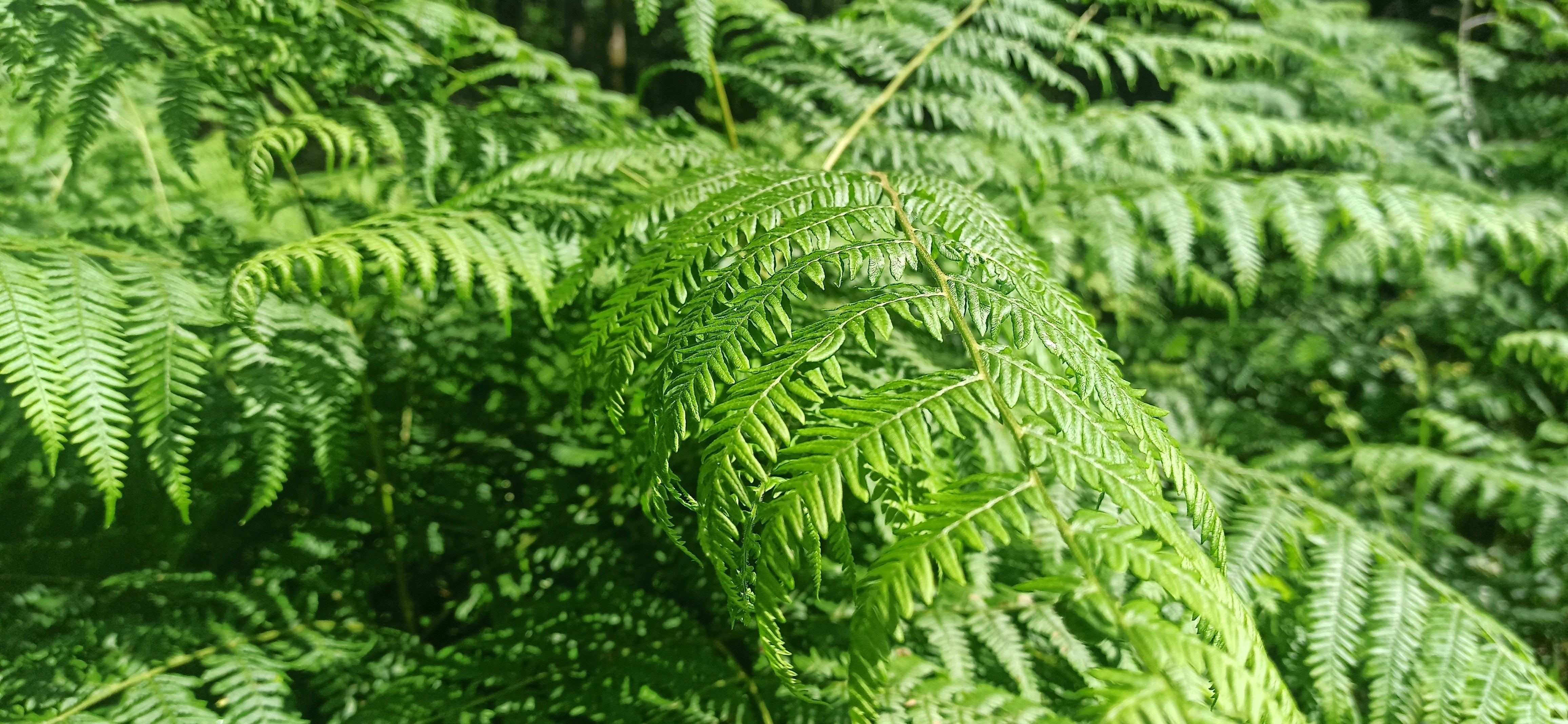 Goodbye to Asulox for Bracken Control: Exploring the alternatives