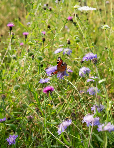 Calcareous Grassland Wildflower