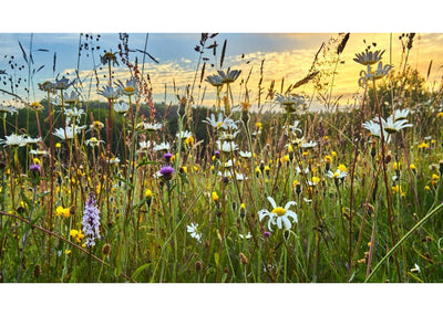 Classic Meadow Wildflower Mix