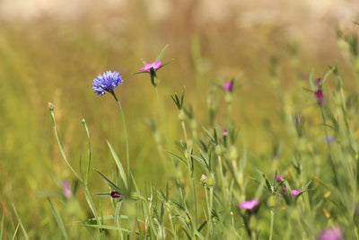 Cornfield Annuals Wildflower