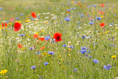 Cornfield Annuals Wildflower