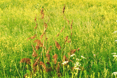 Heavy Clay Soils Wildflower