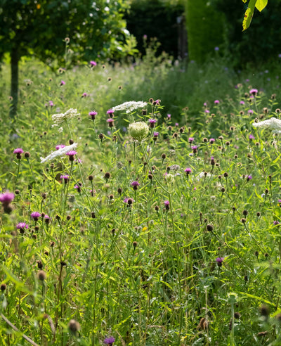 High Nutrient Soils Annuals Perennials Wildflower