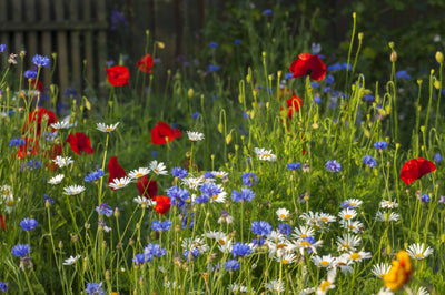 High Nutrient Soils Annuals Perennials Wildflower