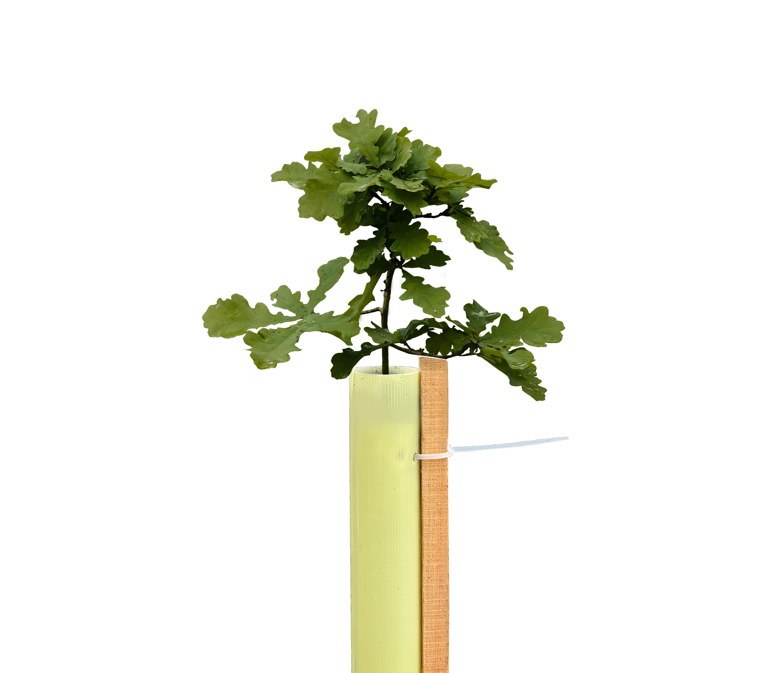 Oceanos Tree Shelters