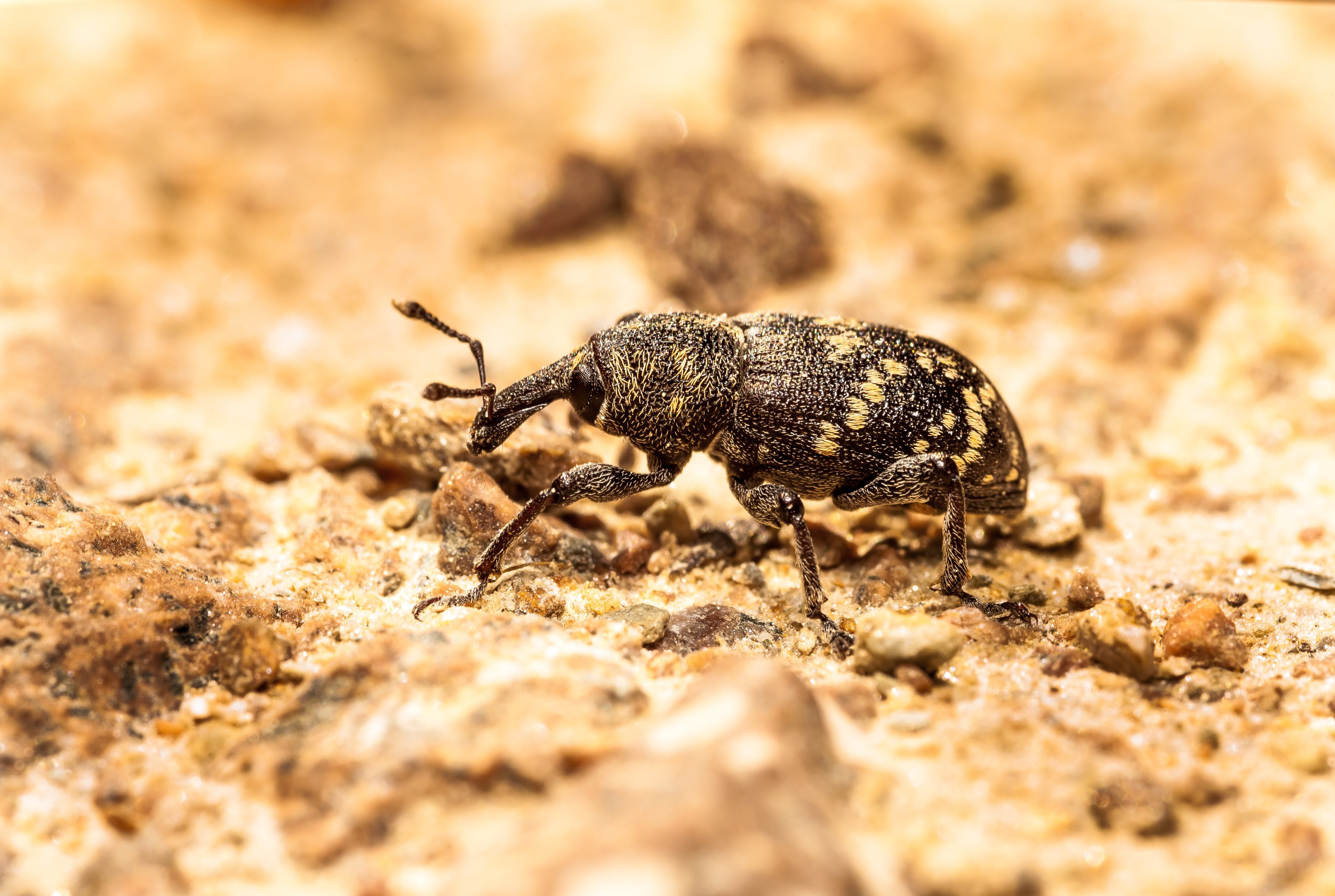 Lanzarta Pine Weevil Insecticide 1L