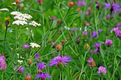 Shade Hedgerow Woodland Wildflower