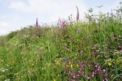 Shade Hedgerow Woodland Wildflower