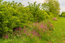 Shade Hedgerow Woodland Wildflower