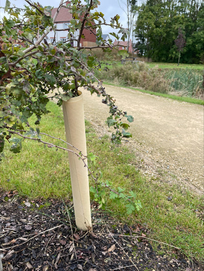 Tree Hugger™ Biodegradable Wraps – 60cm x 60mm