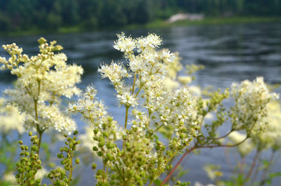 Wetland Pond Edge Wildflower