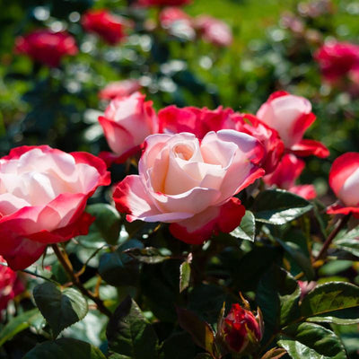 Blooming Brilliant Rose Food Fertiliser 5:5:10 + 0.6Fe + 0.6Mg 25kg