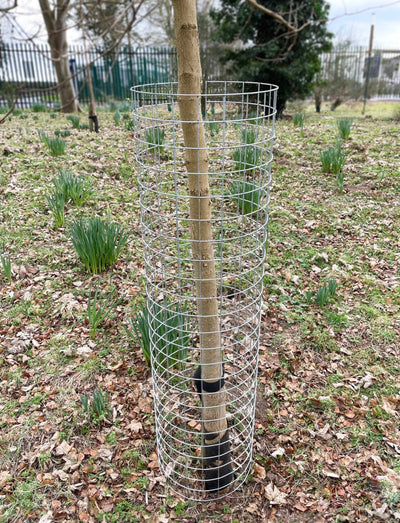 Welded Mesh Tree Guards