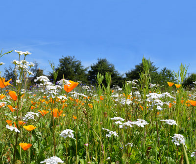 Colour Boost Amenity Flowers: Biodiversity 1kg