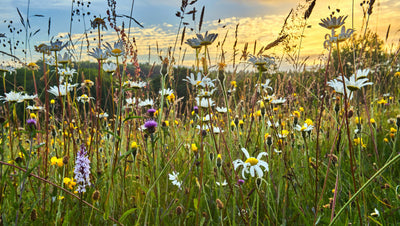 Classic Meadow Wildflower Mix