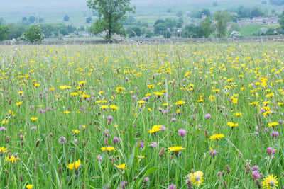 Floodplain Meadow Wildflower Mix 1kg