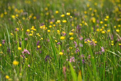 Floodplain Meadow Wildflower Mix 1kg