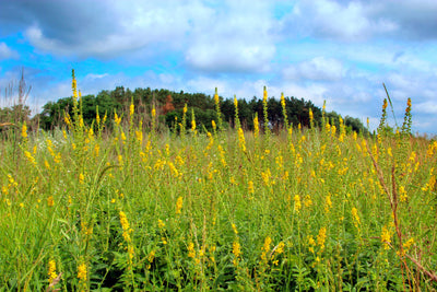 Heavy Clay Soils Wildflower