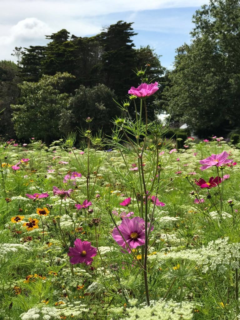 Colour Boost Amenity Flowers: Skyscraper 1kg