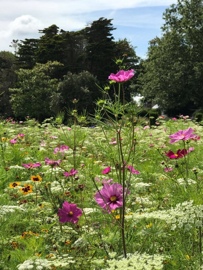 Colour Boost Amenity Flowers: Skyscraper 1kg