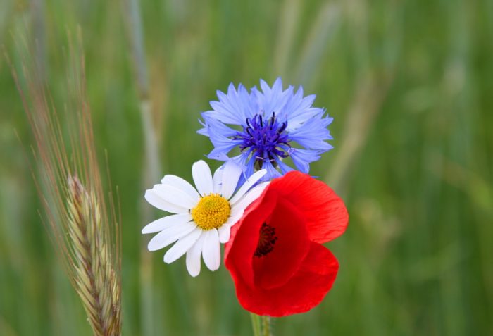 King's Coronation Wildflower Mix 50m²