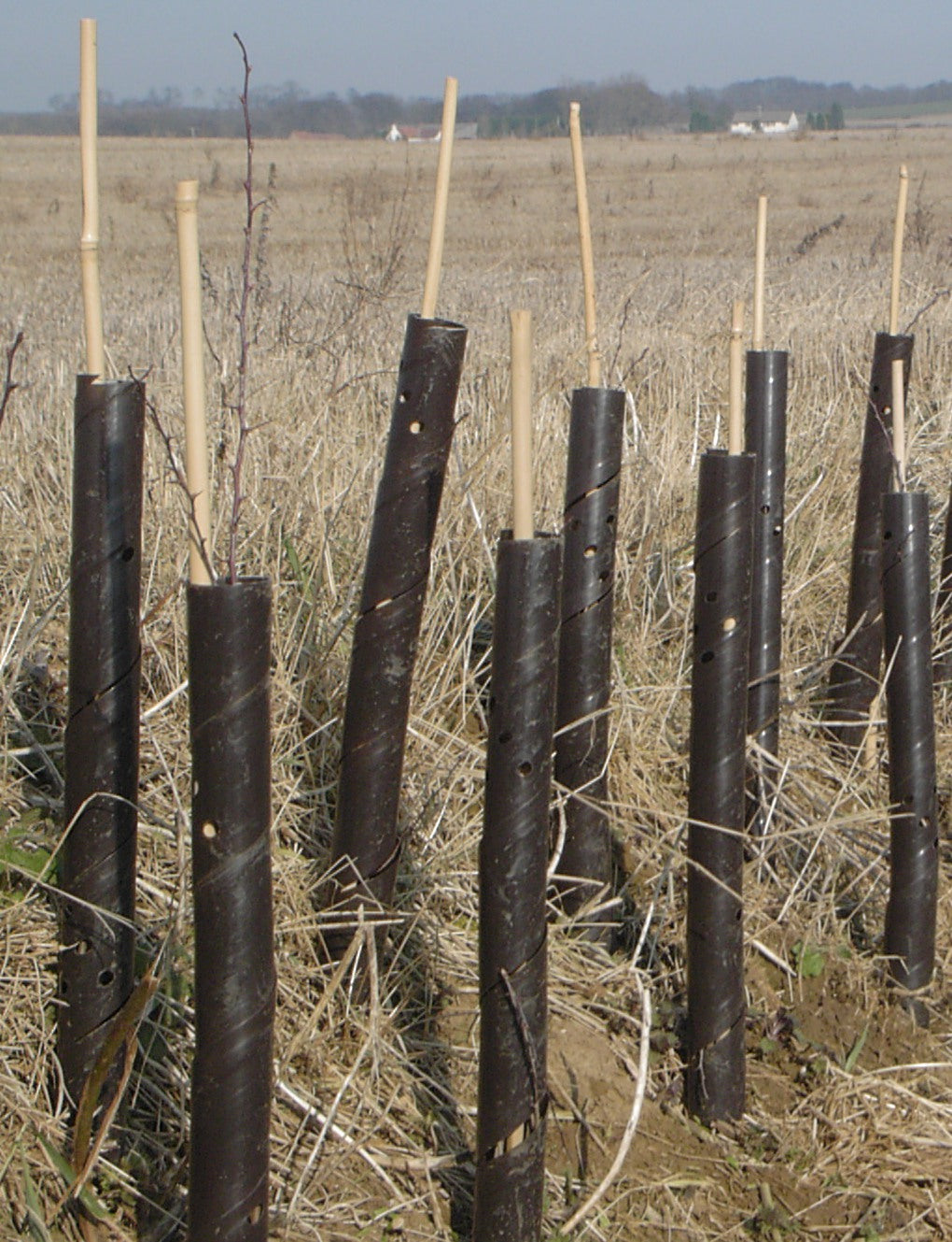 Spiral Tree Guards (per 250)