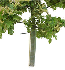 Spiral Tree Guards (per 250)