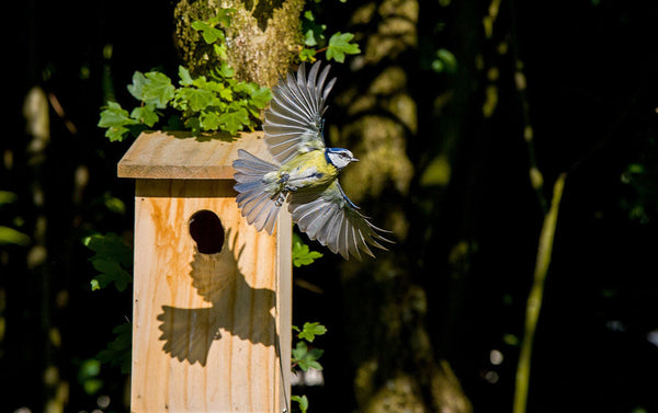 How To Optimise Bird & Bat Box Installation