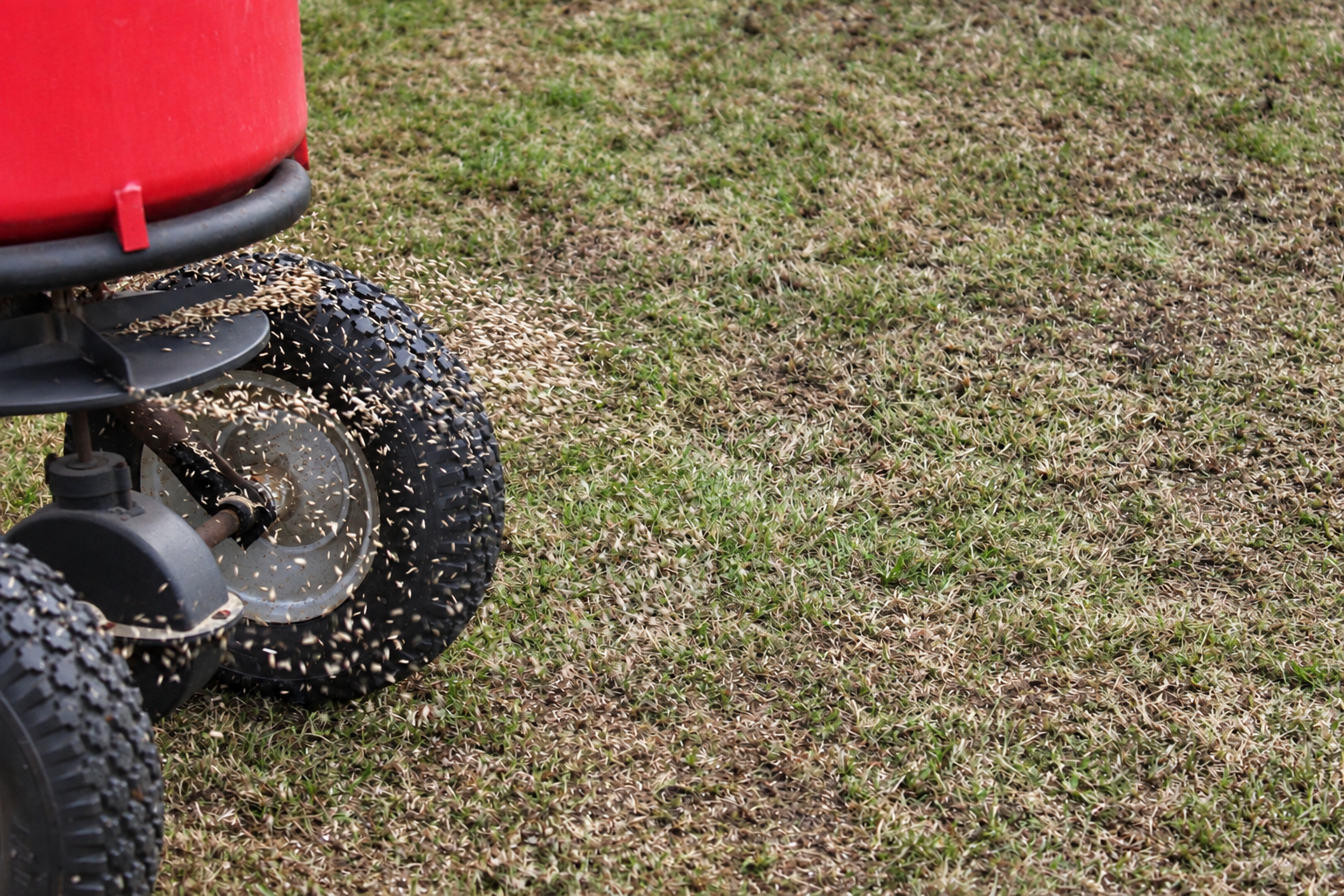 How to Overseed a Lawn: A Step-by-Step Guide