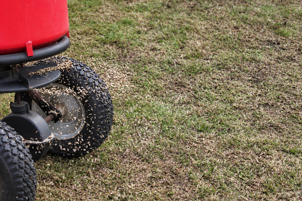 How to Overseed a Lawn: A Step-by-Step Guide