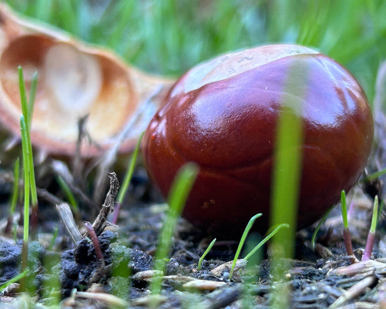 How to Renovate a Lawn in Autumn: A Step-by-Step Guide