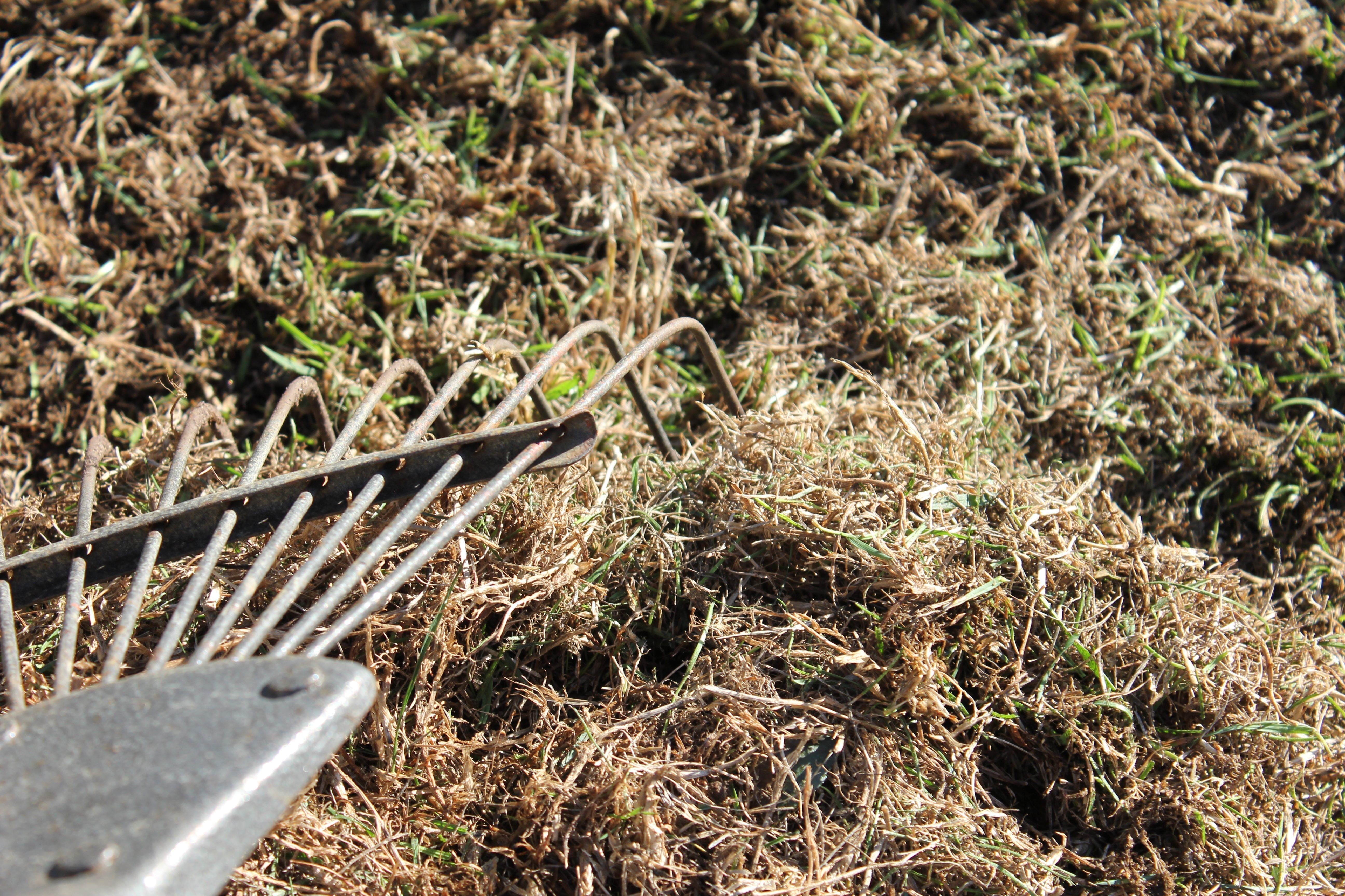 How to Scarify a Lawn: When, Why and How