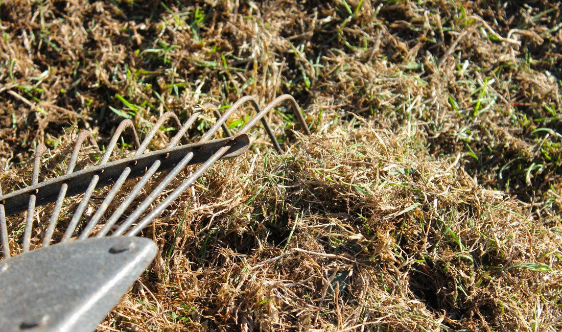 How to Scarify a Lawn: When, Why and How