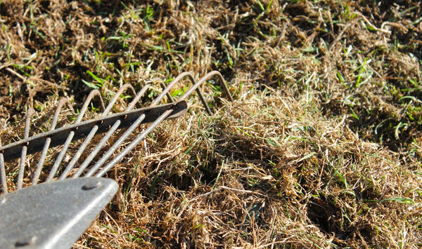 How to Scarify a Lawn: When, Why and How