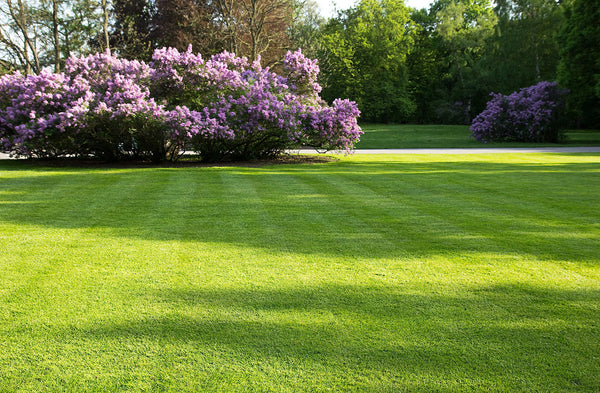 How To Choose The Right Fertiliser