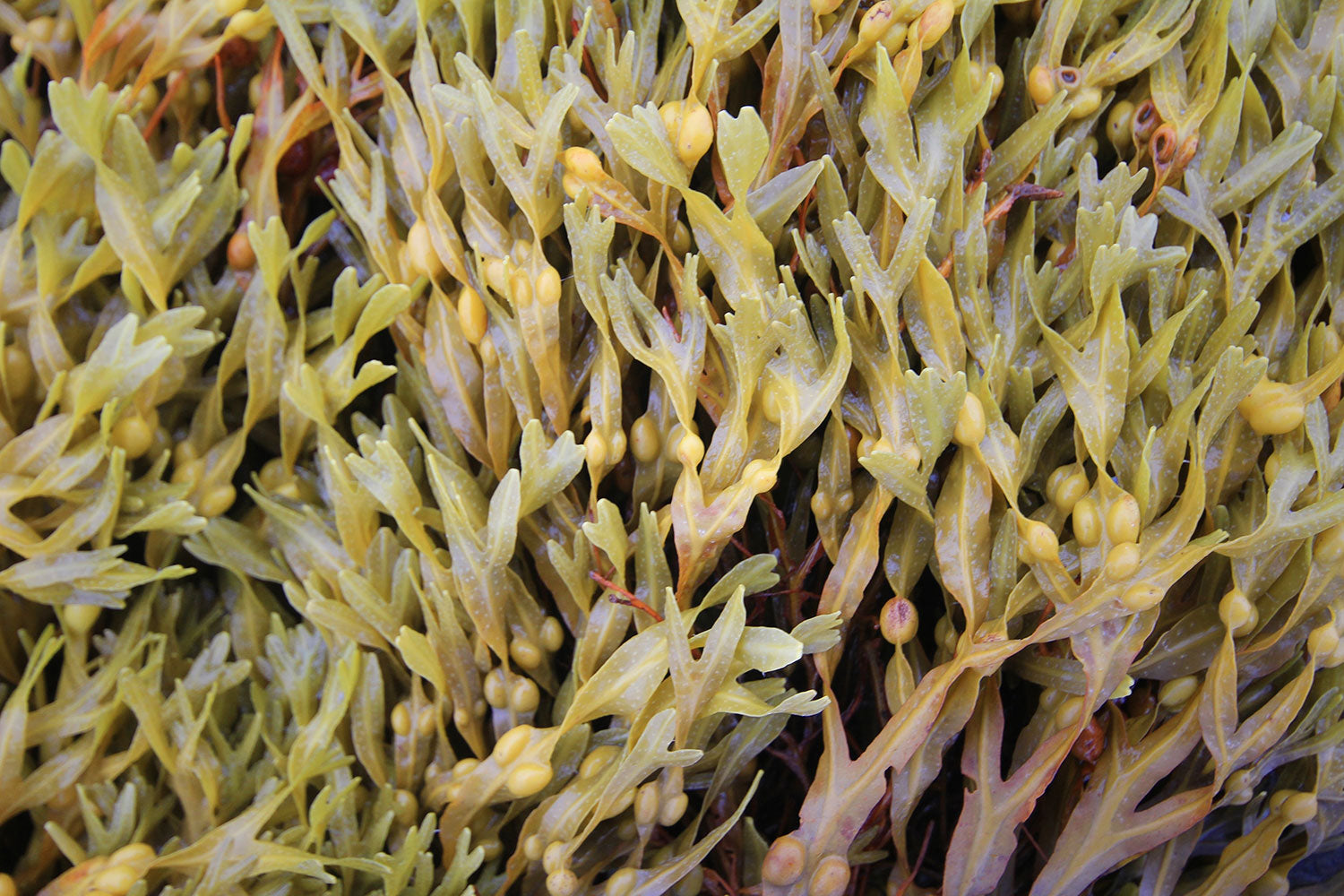 How To: What is Seaweed Extract Best Used For?