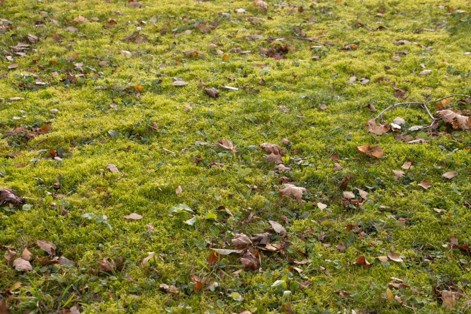 Moss in lawn