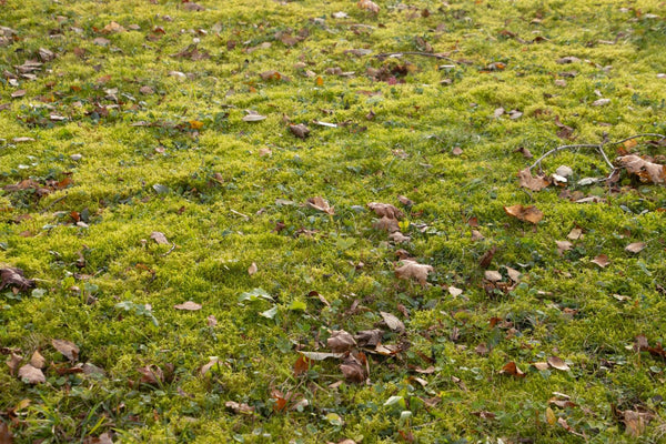 Moss in lawn