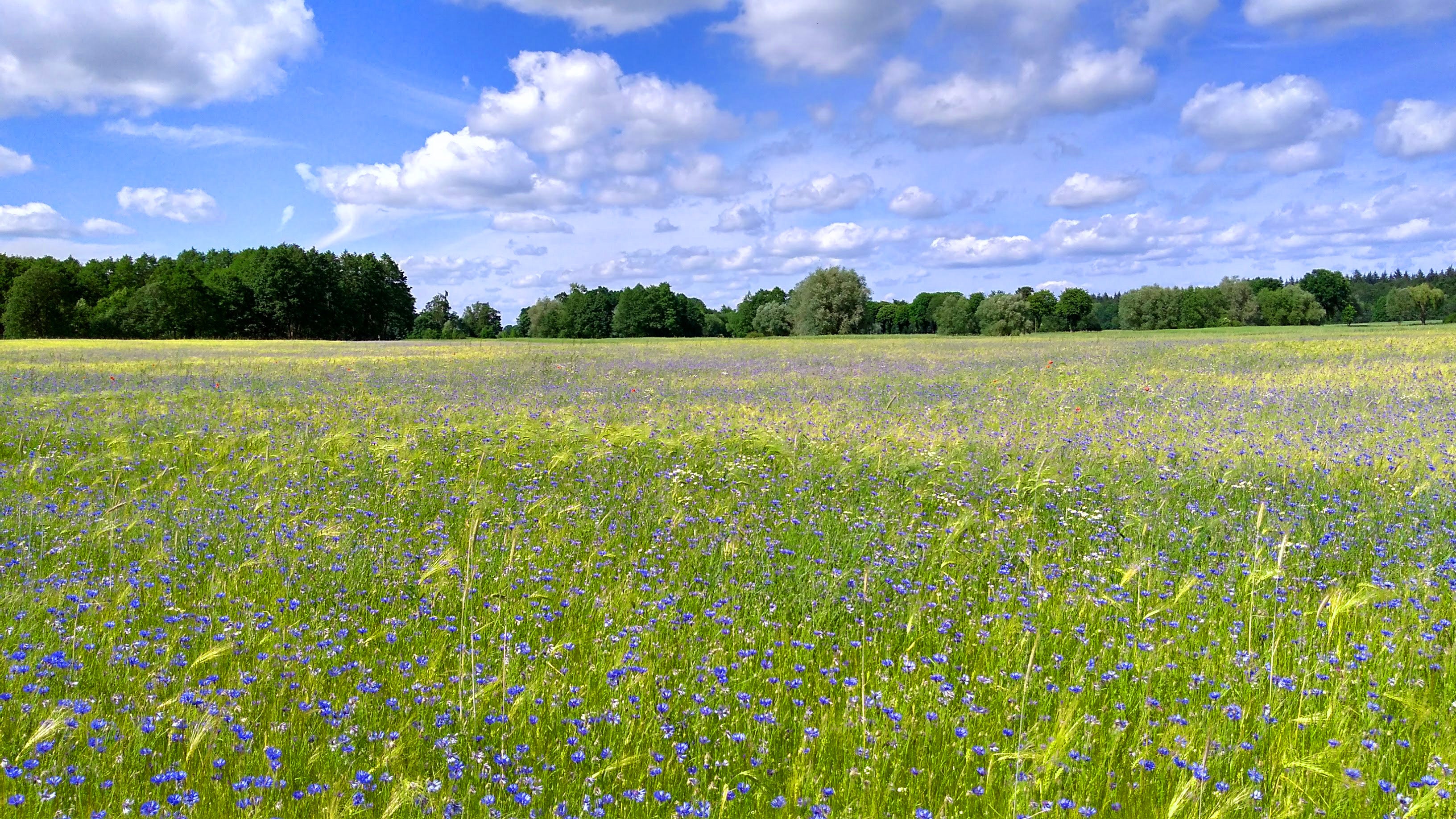How To Create and Maintain Wildflower and Ornamental Flowering Meadows