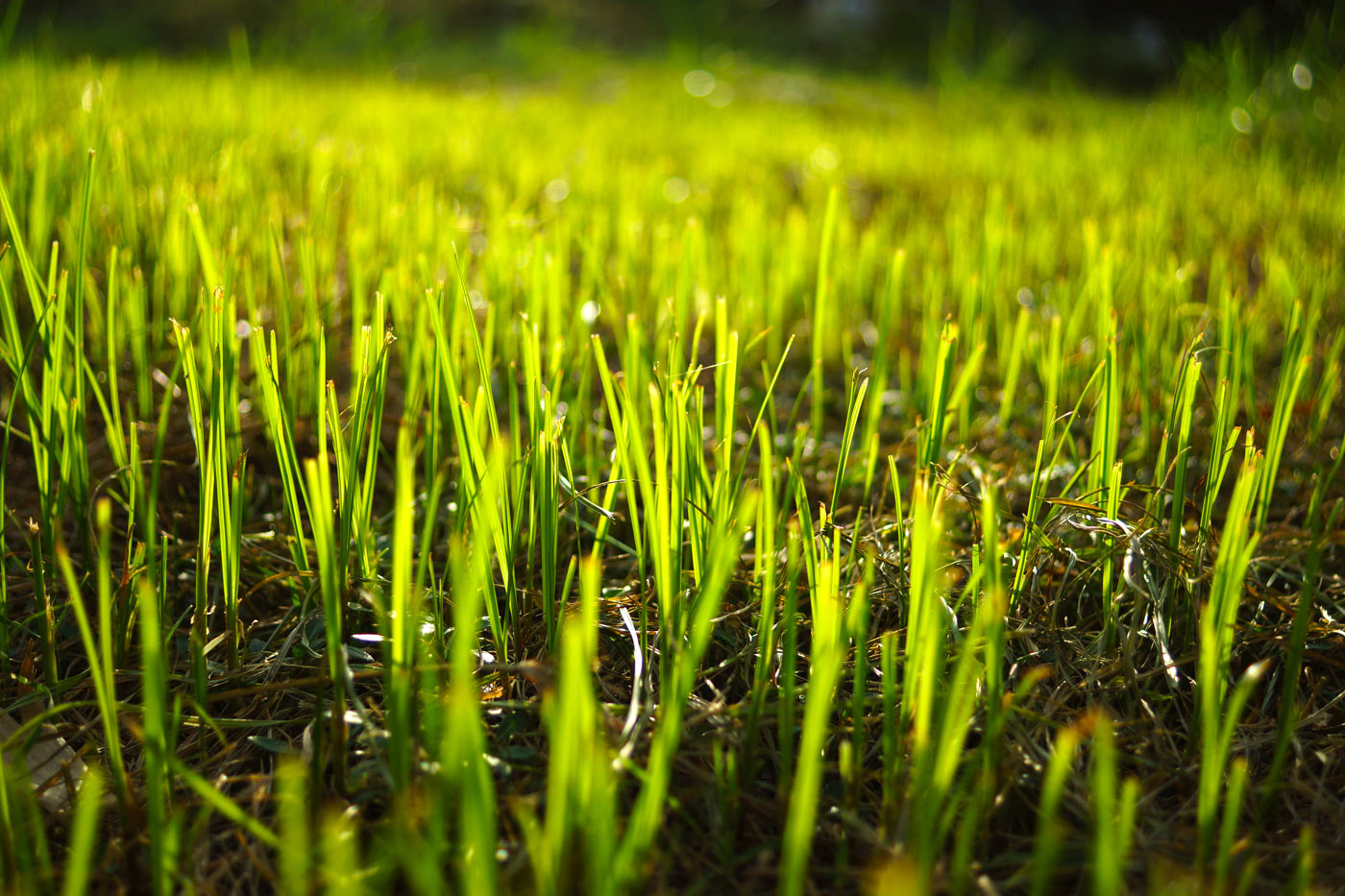 How To Germinate and Establish Grass Seed