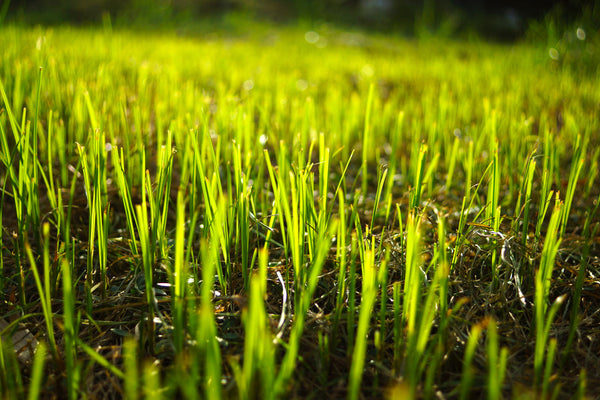 How To Germinate and Establish Grass Seed