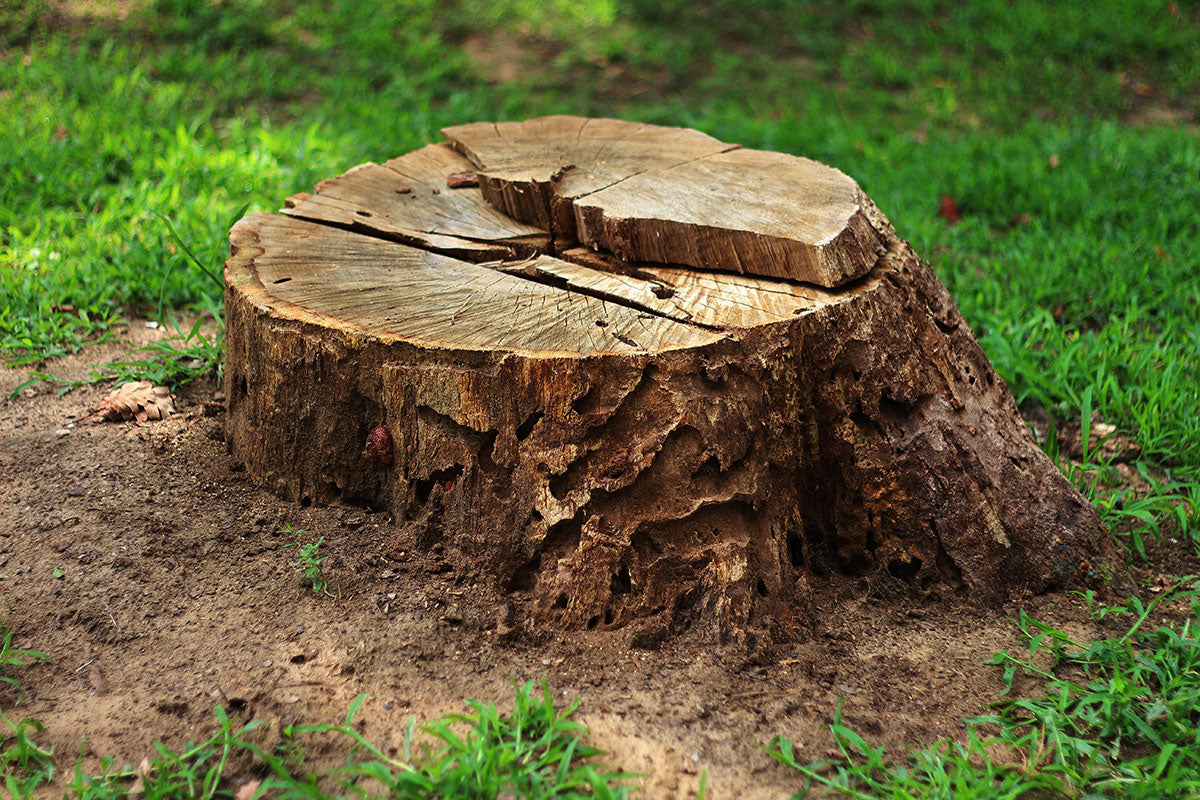 How To Remove Tree Stumps: A Guide For Amateurs & Professionals