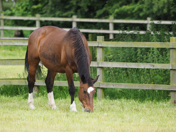 How To Choose a Paddock Soil Analysis for Horses