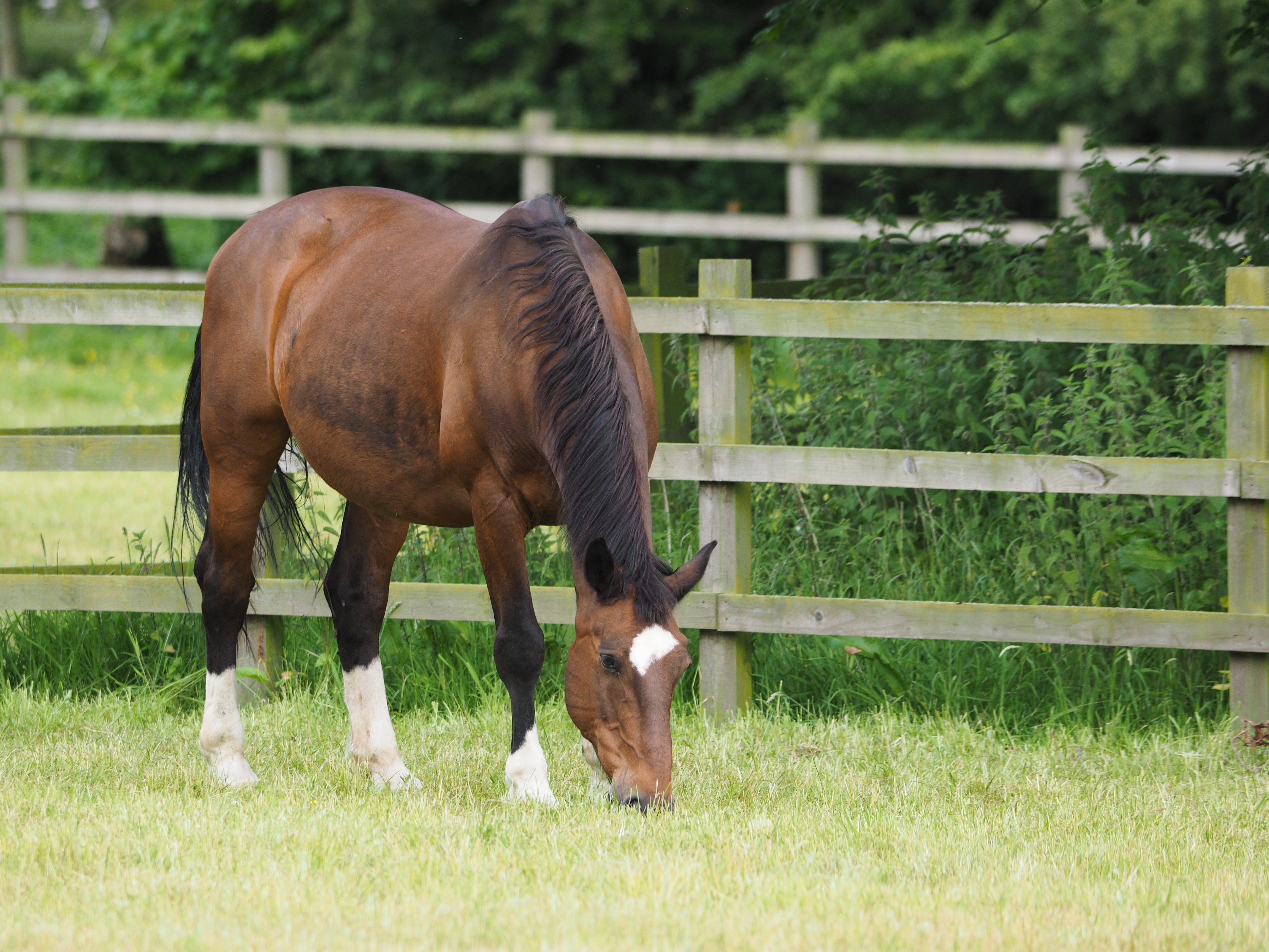 How To Choose a Paddock Soil Analysis for Horses