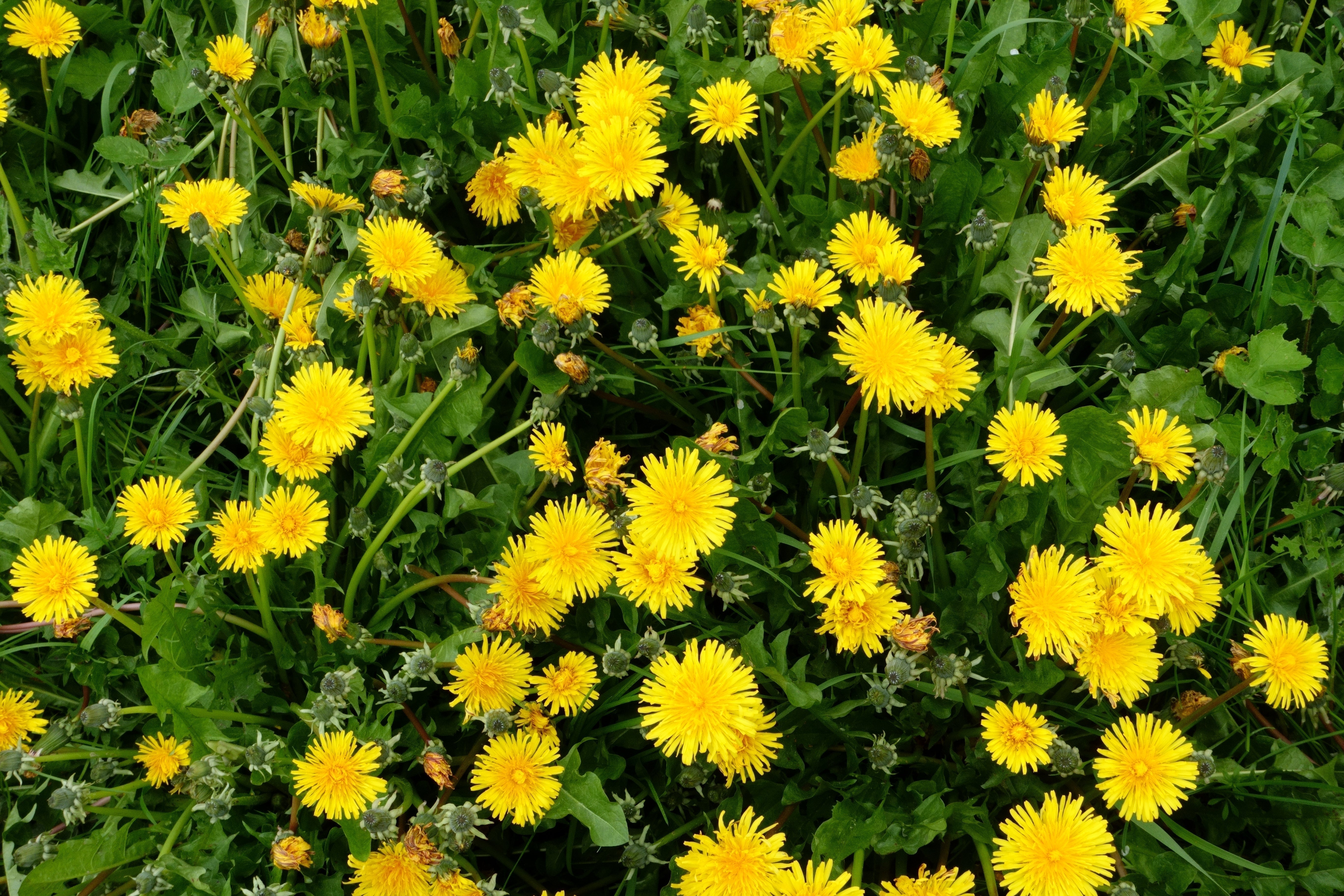 How To Use Total Herbicides Safely & Effectively