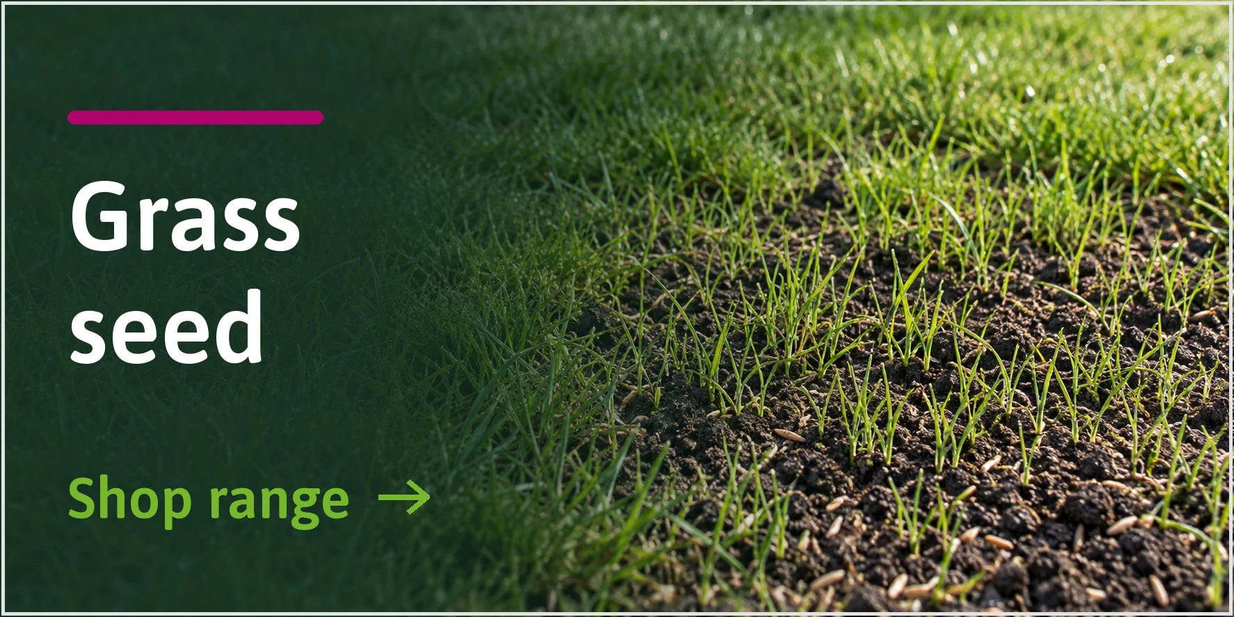 Grass Seed
