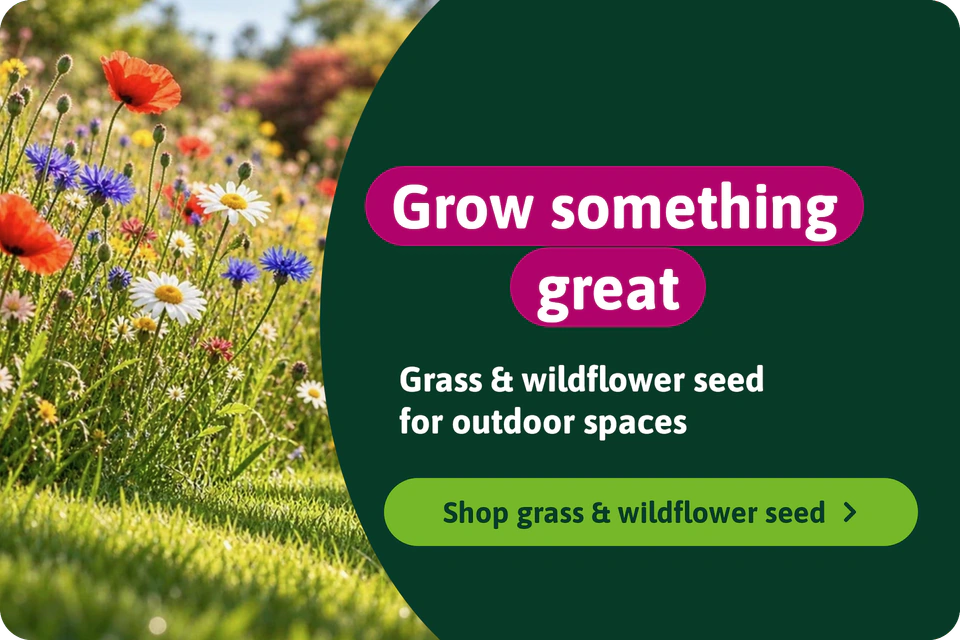 Grass and Wildflower Seed