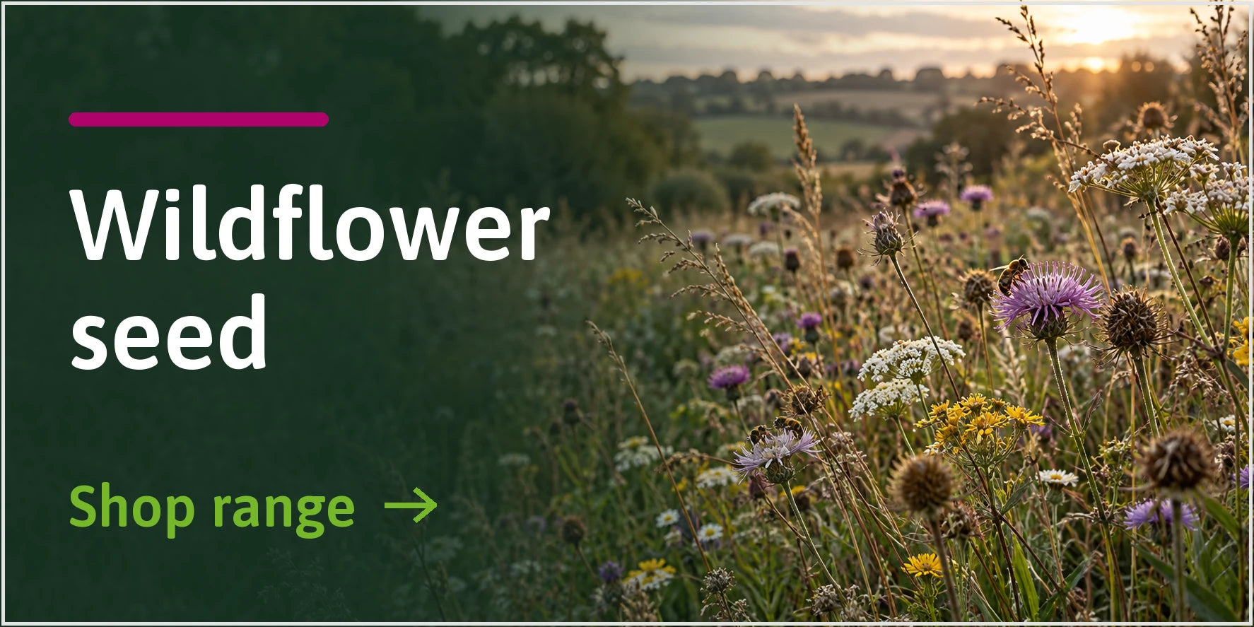 Wildflower Seed