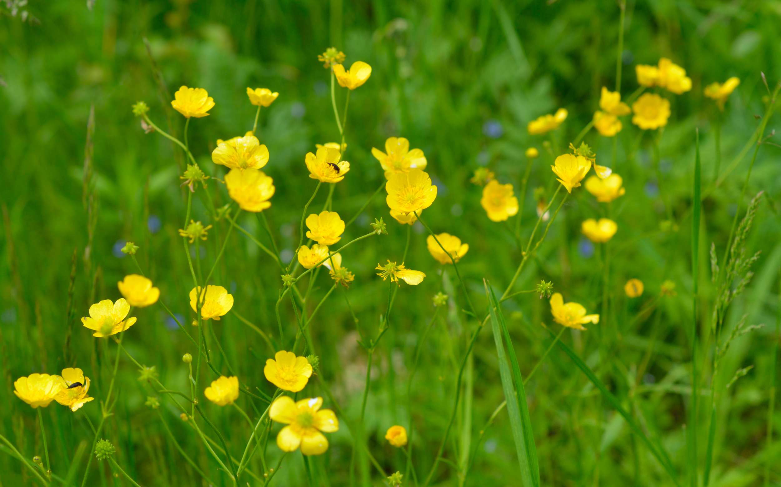 Acid Grassland Wildflower